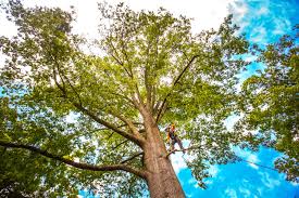 Best Tree Health Inspection  in Wernersville, PA