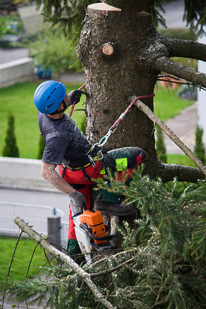 Best Root Management and Removal  in Wernersville, PA