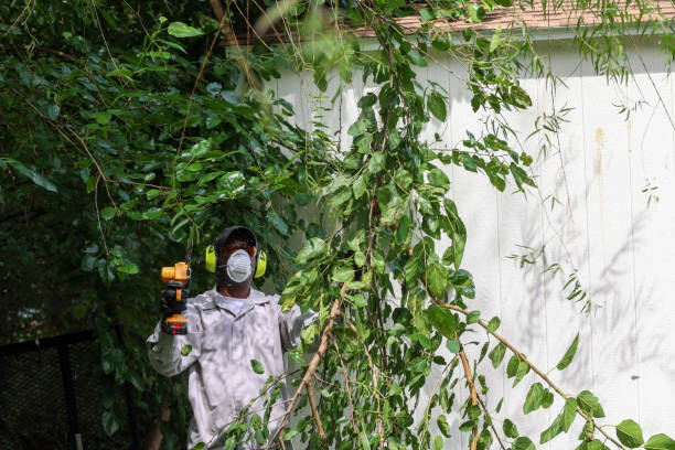Best Hazardous Tree Removal  in Wernersville, PA